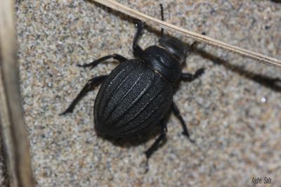  Pimelia muricata Olivier, 1795