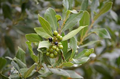 Laurier-sauce Laurus nobilis L., 1753