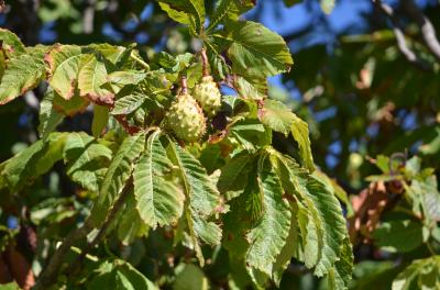 Marronnier d'Inde, Marronnier commun Aesculus hippocastanum L., 1753