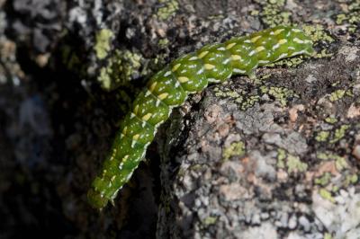 Noctuelle de la Myrtille (La) Anarta myrtilli (Linnaeus, 1760)