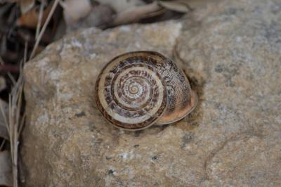 Escargot mourguéta Eobania vermiculata (O.F. Müller, 1774)