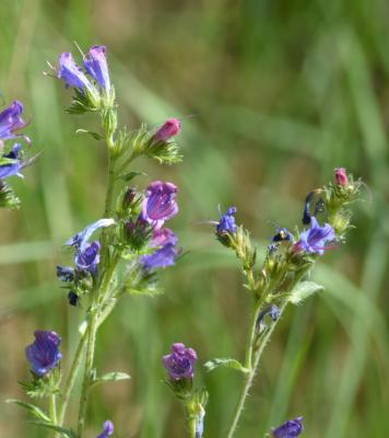 Vipérine commune, Vipérine vulgaire Echium vulgare L., 1753