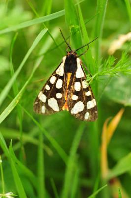 Ecaille fermière (L'), Ecaille villageoise (L') Arctia villica (Linnaeus, 1758)