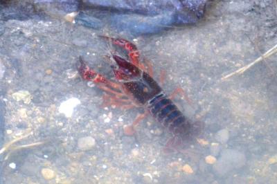 Écrevisse de Louisiane (L'), Écrevisse rouge de Lo Procambarus clarkii (Girard, 1852)