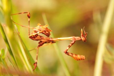 Empuse commune, Diablotin Empusa pennata (Thunberg, 1815)