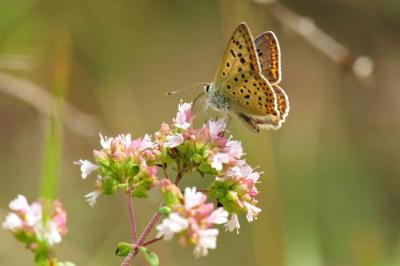 Cuivré fuligineux (Le), Argus myope (L'), Polyomma Lycaena tityrus (Poda, 1761)