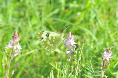 Marbré-de-vert (Le), Piéride du Réséda (La), Marbr Pontia daplidice (Linnaeus, 1758)