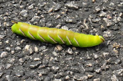 Sphinx du Troène (Le) Sphinx ligustri Linnaeus, 1758