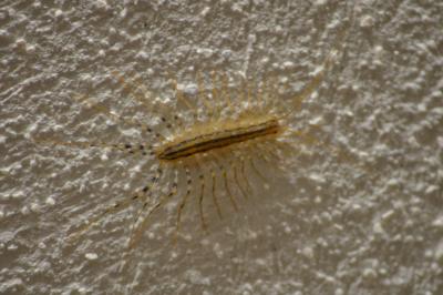  Scutigera coleoptrata (Linnaeus, 1758)