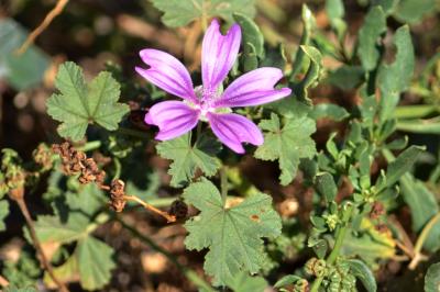 Mauve sauvage, Mauve sylvestre, Grande mauve Malva sylvestris L., 1753