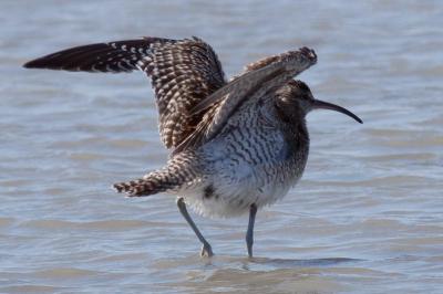 Courlis corlieu Numenius phaeopus (Linnaeus, 1758)