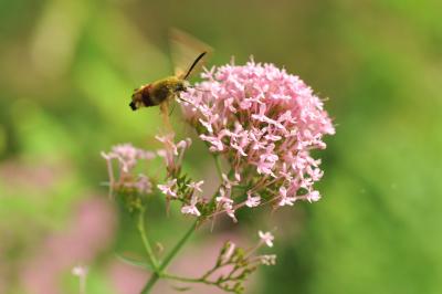 Sphinx gazé (Le), Sphinx du Chèvrefeuille (Le) Hemaris fuciformis (Linnaeus, 1758)
