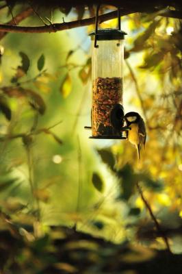 Mésange charbonnière Parus major Linnaeus, 1758