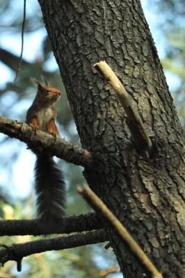 Écureuil roux Sciurus vulgaris Linnaeus, 1758
