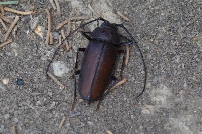  Ergates faber (Linnaeus, 1760)