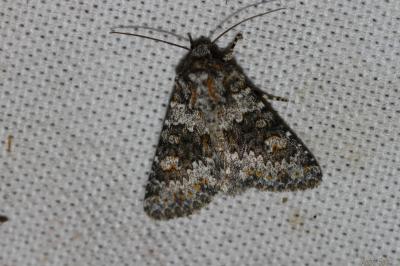 Noctuelle dysodée (La) Hecatera dysodea (Denis & Schiffermüller, 1775)