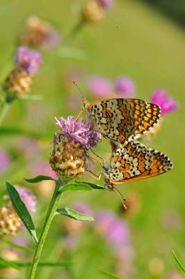 Mélitée du Plantain (La), Déesse à ceinturons (La) Melitaea cinxia (Linnaeus, 1758)