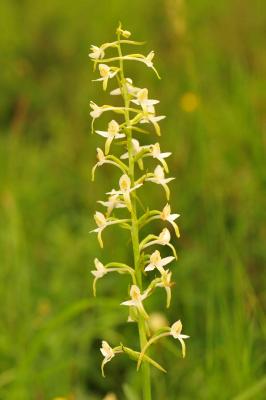 Platanthère à deux feuilles, Platanthère à fleurs  Platanthera bifolia (L.) Rich., 1817