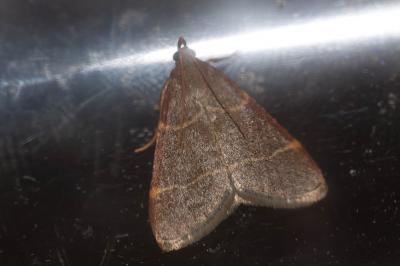  Hypsopygia glaucinalis (Linnaeus, 1758)
