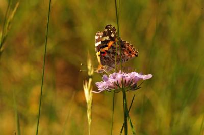 Vanesse des Chardons (La), Belle-Dame (La), Vaness Vanessa cardui (Linnaeus, 1758)