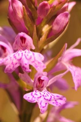 Orchis tacheté, Orchis maculé Dactylorhiza maculata (L.) Soó, 1962