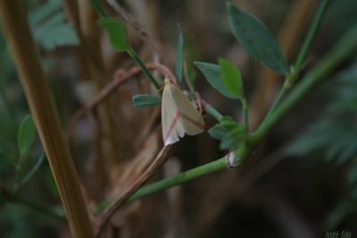 Phalène sacrée (La) Rhodometra sacraria (Linnaeus, 1767)