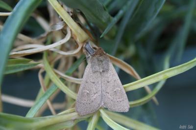 Noctuelle lythargyrée (La) Mythimna ferrago (Fabricius, 1787)