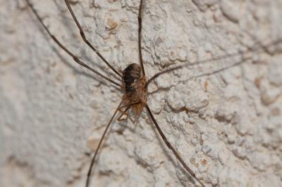  Phalangium opilio Linnaeus, 1758
