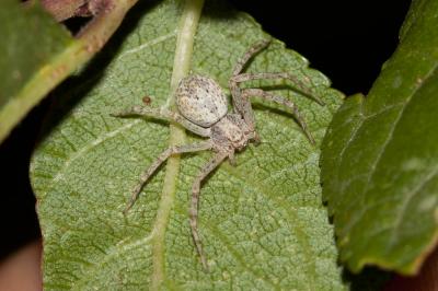 Philodrome disparate Philodromus dispar Walckenaer, 1826