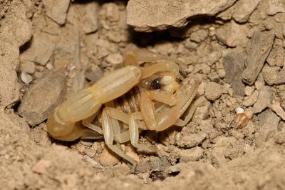 Scorpion languedocien Buthus occitanus (Amoreux, 1789)