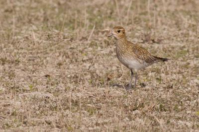Pluvier doré Pluvialis apricaria (Linnaeus, 1758)