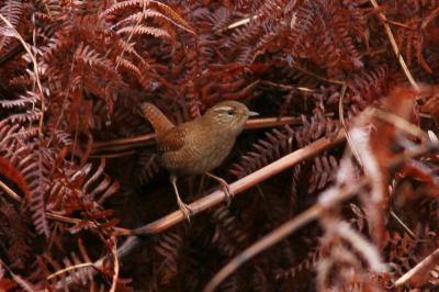 Troglodyte mignon Troglodytes troglodytes (Linnaeus, 1758)
