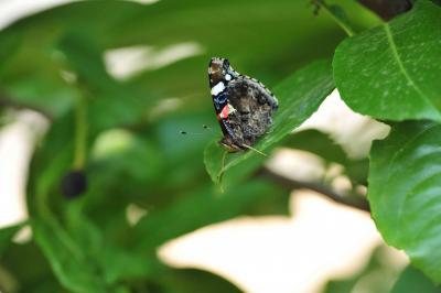 Vulcain (Le), Amiral (L'), Vanesse Vulcain (La), C Vanessa atalanta (Linnaeus, 1758)