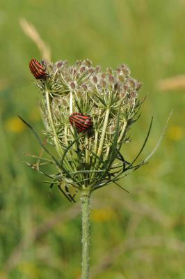 Punaise arlequin Graphosoma italicum (O.F. Müller, 1766)