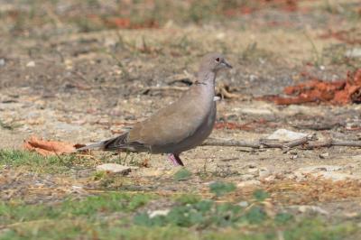 Tourterelle turque Streptopelia decaocto (Frivaldszky, 1838)