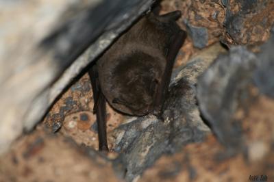 Minioptère de Schreibers Miniopterus schreibersii (Kuhl, 1817)