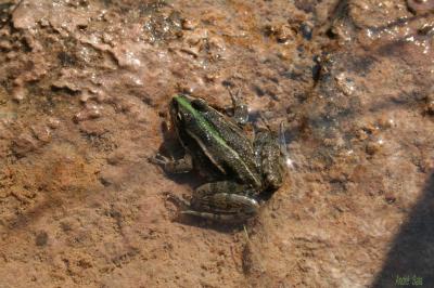 Grenouille rieuse Pelophylax ridibundus (Pallas, 1771)