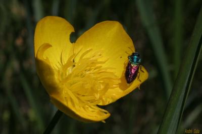  Anthaxia semicuprea Küster, 1851