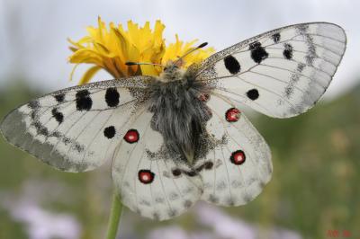 Apollon (L'), Parnassien apollon (Le) Parnassius apollo (Linnaeus, 1758)
