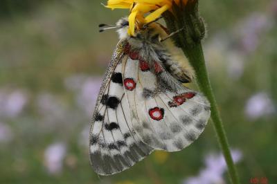 Apollon (L'), Parnassien apollon (Le) Parnassius apollo (Linnaeus, 1758)