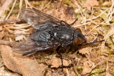  Tachinidae Fleming, 1821