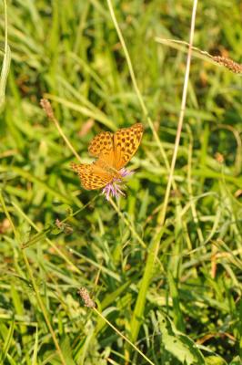 Tabac d'Espagne (Le), Nacré vert (Le), Barre argen Argynnis paphia (Linnaeus, 1758)
