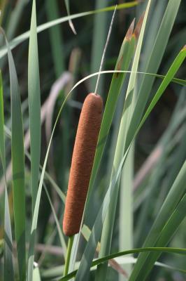 Massette à larges feuilles Typha latifolia L., 1753