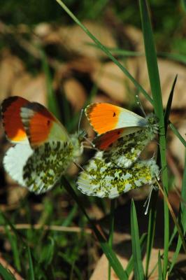 Aurore (L') Anthocharis cardamines (Linnaeus, 1758)