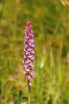 Gymnadénie moucheron, Orchis moucheron, Orchis mou Gymnadenia conopsea (L.) R.Br., 1813