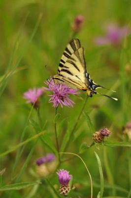 Flambé (Le) Iphiclides podalirius (Linnaeus, 1758)