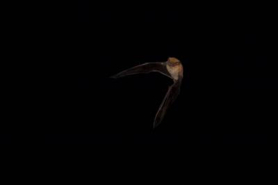 Pipistrelle de Kuhl Pipistrellus kuhlii (Kuhl, 1817)