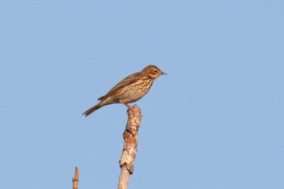 Pipit des arbres Anthus trivialis (Linnaeus, 1758)