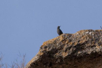 Monticole bleu, Merle bleu Monticola solitarius (Linnaeus, 1758)