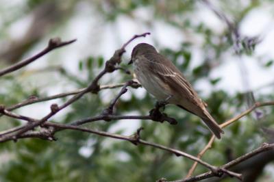 Gobemouche gris Muscicapa striata (Pallas, 1764)